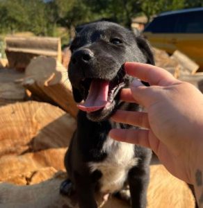 Bobbie a black romanian rescue dog | 1 dog at a time rescue uk