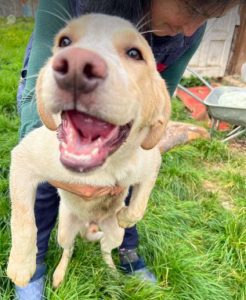 Brody a white and tan Romanian rescue dog | 1 Dog at a Time Rescue UK