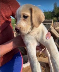 Brody a cream romanian rescue dog | 1 dog at a time rescue uk