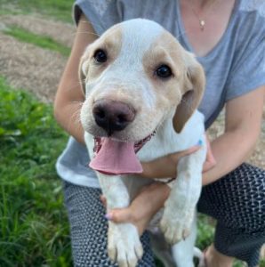 Brody a cream romanian rescue dog | 1 dog at a time rescue uk