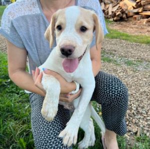 Brody a cream romanian rescue dog | 1 dog at a time rescue uk