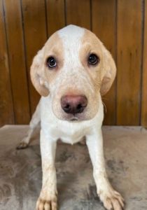 Brody a white and tan Romanian rescue dog | 1 Dog at a Time Rescue UK