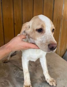 Brody a white and tan Romanian rescue dog | 1 Dog at a Time Rescue UK