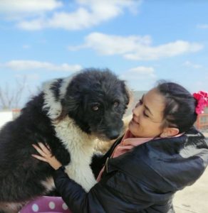 Contessa, a black and white Romanian rescue dog | 1 Dog at a Time Rescue UK