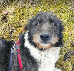 Contessa, a black and white Romanian rescue dog | 1 Dog at a Time Rescue UK