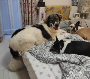 Nina a grey and white romanian rescue dog | 1 dog at a time rescue uk