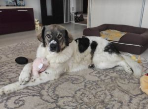 Nina a grey and white romanian rescue dog | 1 dog at a time rescue uk