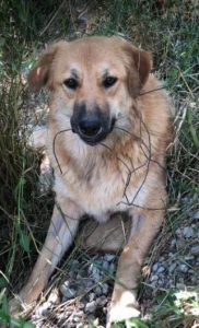 Reba a fawn Romanian rescue dog 1 | 1 Dog at a Time Rescue UK