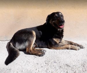 Romeo a black and tan Romanian rescue dog | 1 Dog at a Time Rescue UK