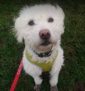 Bodhi a white romanian rescue dog | 1 dog at a time rescue uk