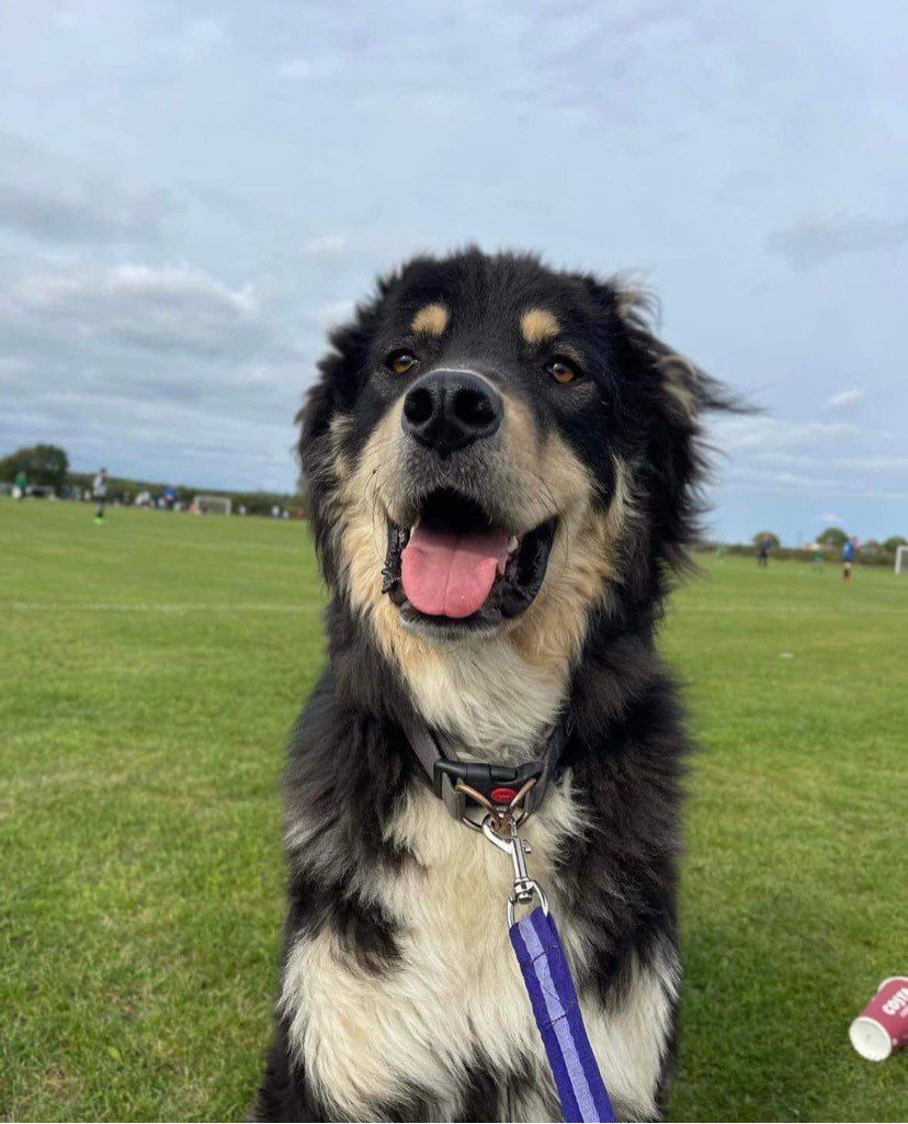 Casey a black and tan Romanian rescue dog | 1 Dog at a Time Rescue UK