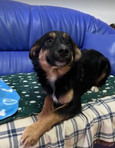 Alfie, a black and tan Romanian rescue dog | 1 Dog at a Time Rescue UK