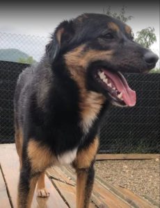 Alfie, a black and tan Romanian rescue dog | 1 Dog at a Time Rescue UK