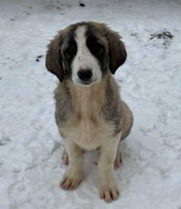 Amber a grey and white rescue dog | 1 dog at a time rescue UK