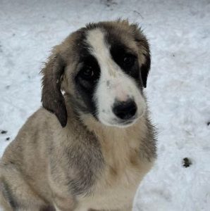 Amber a grey and white rescue dog | 1 dog at a time rescue UK