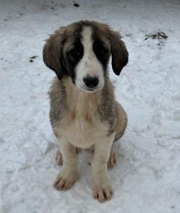 Amber a grey and white rescue dog | 1 dog at a time rescue UK