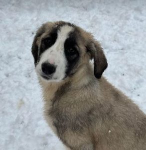 Amber a grey and white rescue dog | 1 dog at a time rescue UK