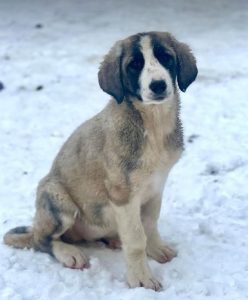 Amber a grey and white rescue dog | 1 dog at a time rescue UK