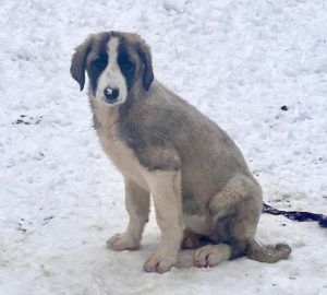 Amber a grey and white rescue dog | 1 dog at a time rescue UK