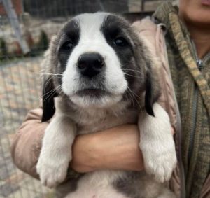 Amber a grey and white rescue dog | 1 dog at a time rescue UK