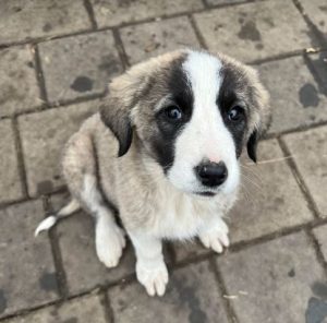 Amber a grey and white rescue dog | 1 dog at a time rescue UK