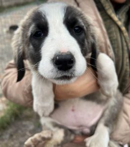 Amber a grey and white rescue dog | 1 dog at a time rescue UK