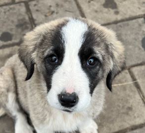 Amber a grey and white rescue dog | 1 dog at a time rescue UK