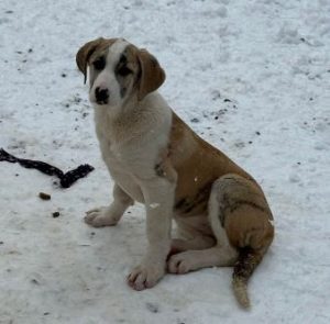 Ashley a white and grey rescue dog | 1 dog at a time rescue UK