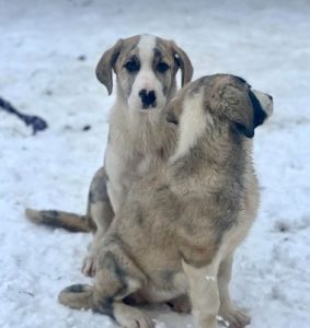 Ashley a white and grey rescue dog | 1 dog at a time rescue UK