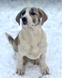 Ashley a white and grey rescue dog | 1 dog at a time rescue UK