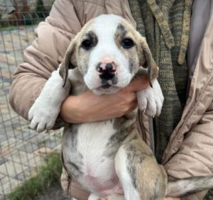 Ashley a white and grey rescue dog | 1 dog at a time rescue UK