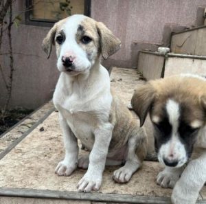 Ashley a white and grey rescue dog | 1 dog at a time rescue UK