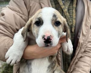 Ashley a white and grey rescue dog | 1 dog at a time rescue UK