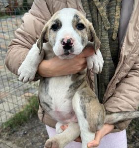 Ashley a white and grey rescue dog | 1 dog at a time rescue UK