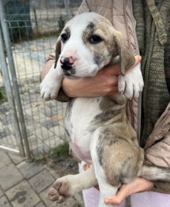 Ashley a white and grey rescue dog | 1 dog at a time rescue UK