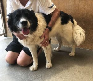 Bango a black and white romanian rescue dog | 1 dog at a time rescue UK