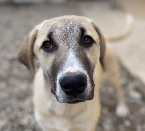 Denny a grey and white rescue dog | 1 dog at a time rescue UK