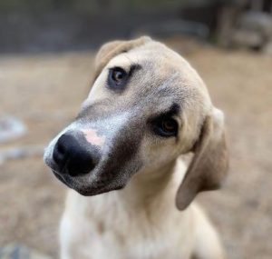 Denny a grey and white rescue dog | 1 dog at a time rescue UK