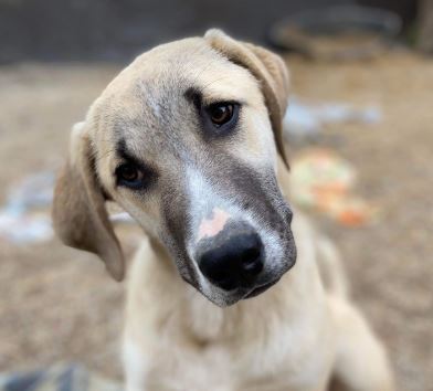 Denny a grey and white rescue dog | 1 dog at a time rescue UK