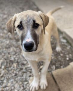 Denny a grey and white rescue dog | 1 dog at a time rescue UK