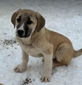 Denny a grey and white rescue dog | 1 dog at a time rescue UK