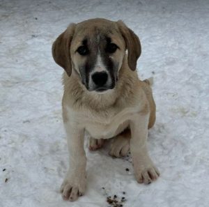 Denny a grey and white rescue dog | 1 dog at a time rescue UK