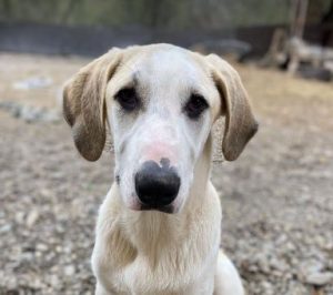 Digby a white and tan rescue dog | 1 dog at a time rescue UK