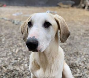 Digby a white and tan rescue dog | 1 dog at a time rescue UK