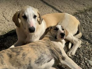 Digby a white and tan rescue dog | 1 dog at a time rescue UK