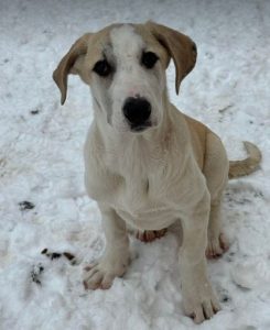 Digby a white and tan rescue dog | 1 dog at a time rescue UK