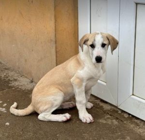 Digby a white and tan rescue dog | 1 dog at a time rescue UK