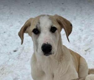 Digby a white and tan rescue dog | 1 dog at a time rescue UK