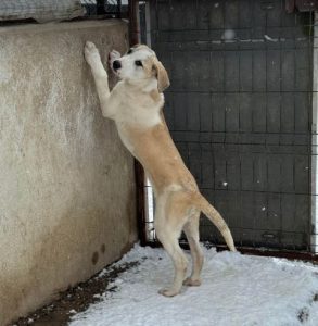 Digby a white and tan rescue dog | 1 dog at a time rescue UK