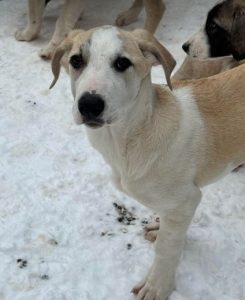 Digby a white and tan rescue dog | 1 dog at a time rescue UK